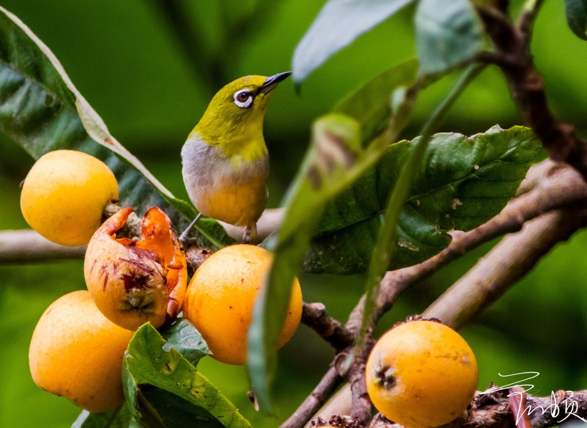 Indirect effects of habitat fragmentation on seed dispersers influence plant community&nbsp;structure