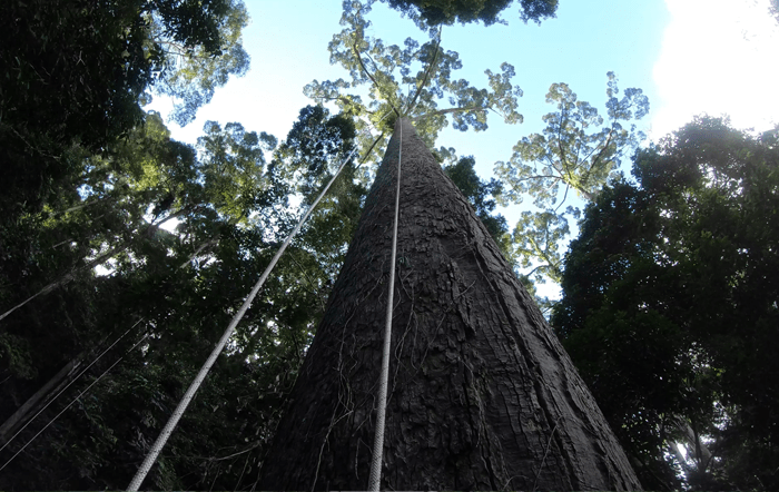 The world’s tallest tropical tree in three&nbsp;dimensions