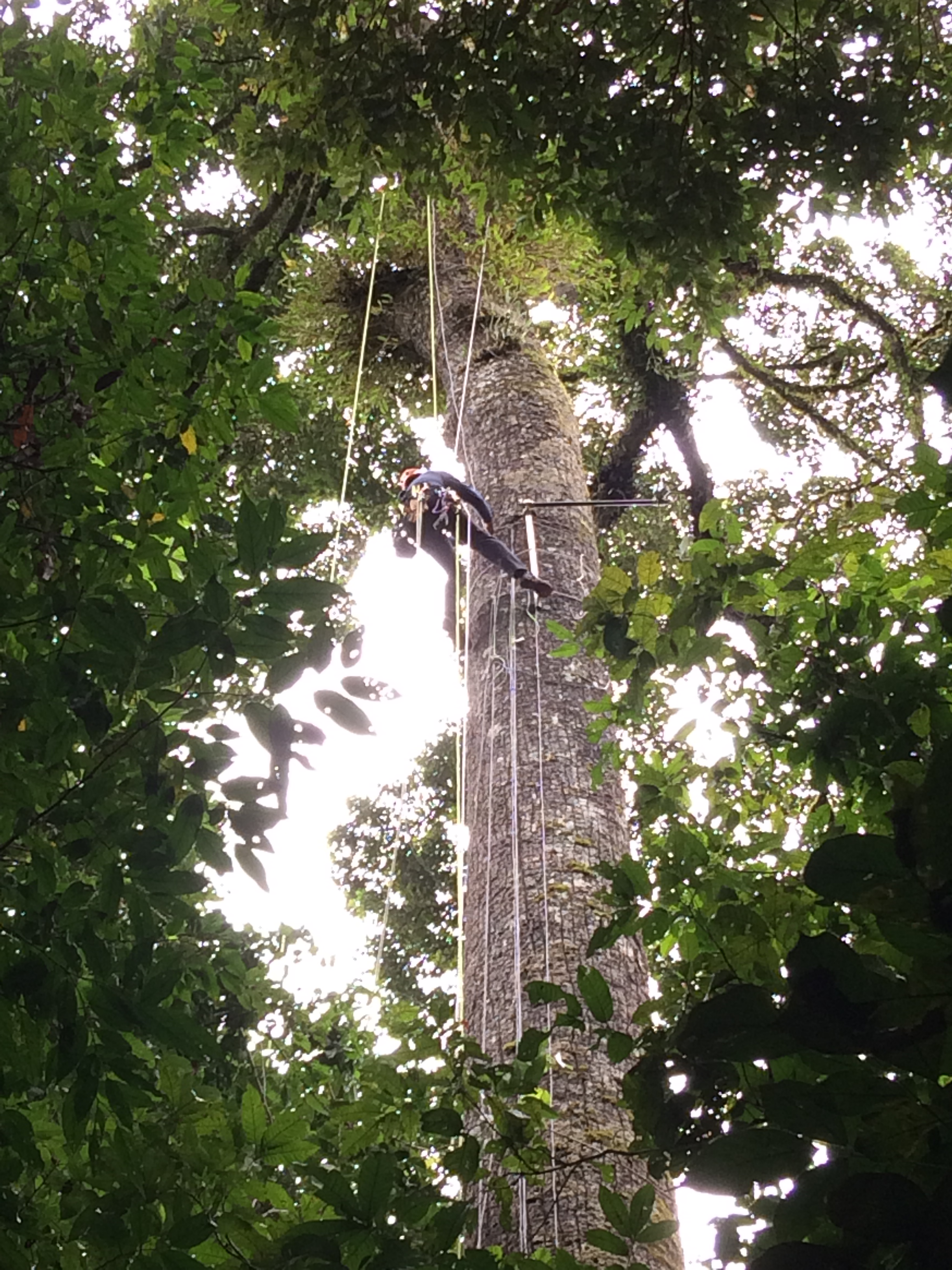 Attaching anemometers to big trees in Danum