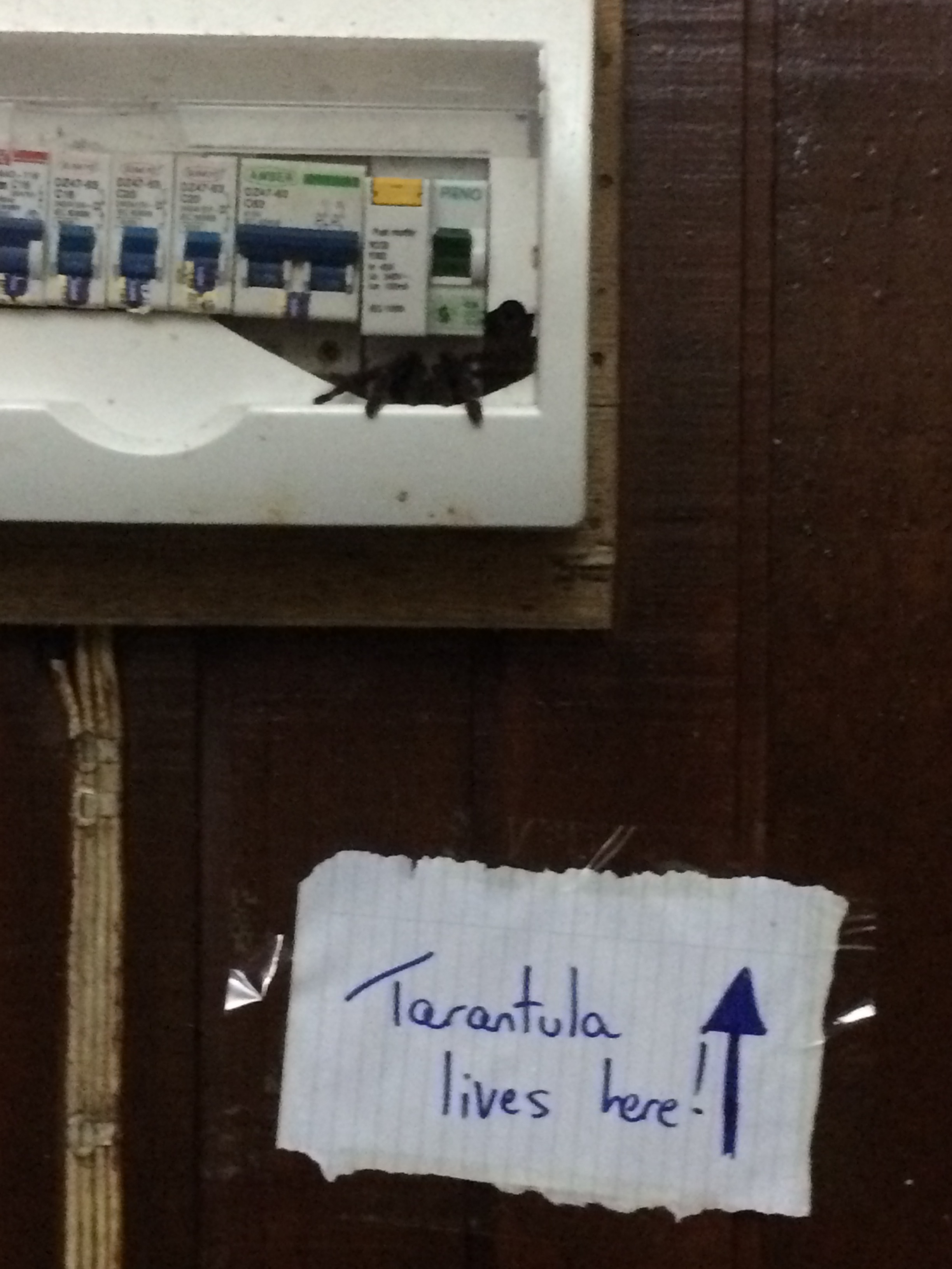 Danum Tarantula in my Tiong