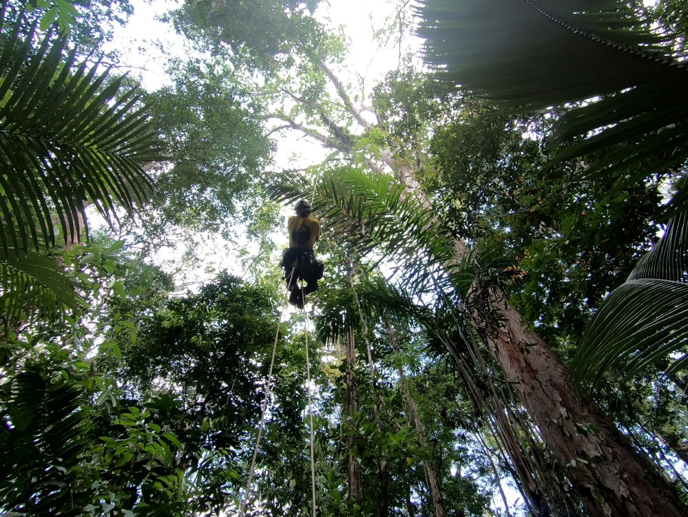 Jari tall tree trip -Fabiano_climbing_00721