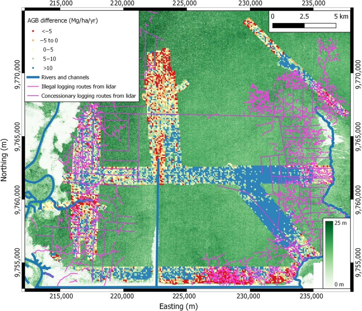 Dynamics of a human‐modified tropical peat swamp forest revealed by repeat lidar&nbsp;surveys