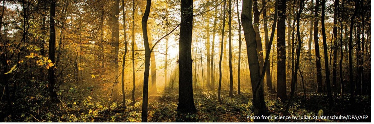 Treetops protect forest life from global&nbsp;warming