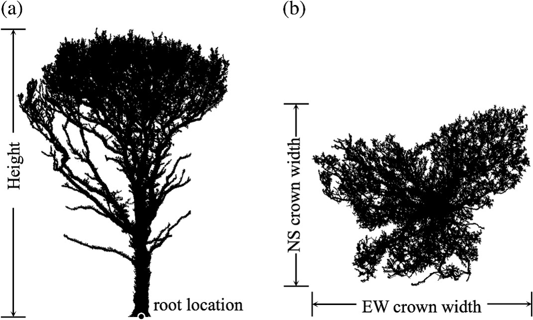 Individual tree detection and crown segmentation based on metabolic theory from airborne laser scanning&nbsp;data