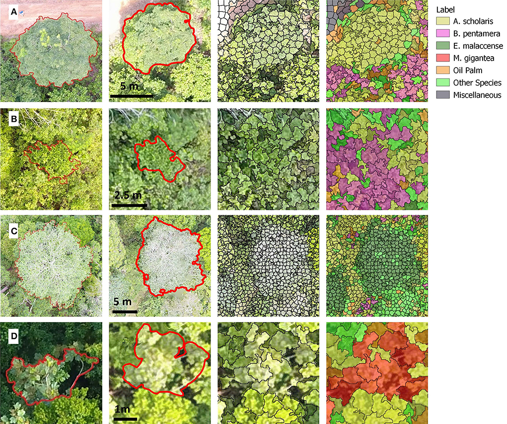 Monitoring early-successional trees for tropical forest restoration using low-cost UAV-based species&nbsp;classification