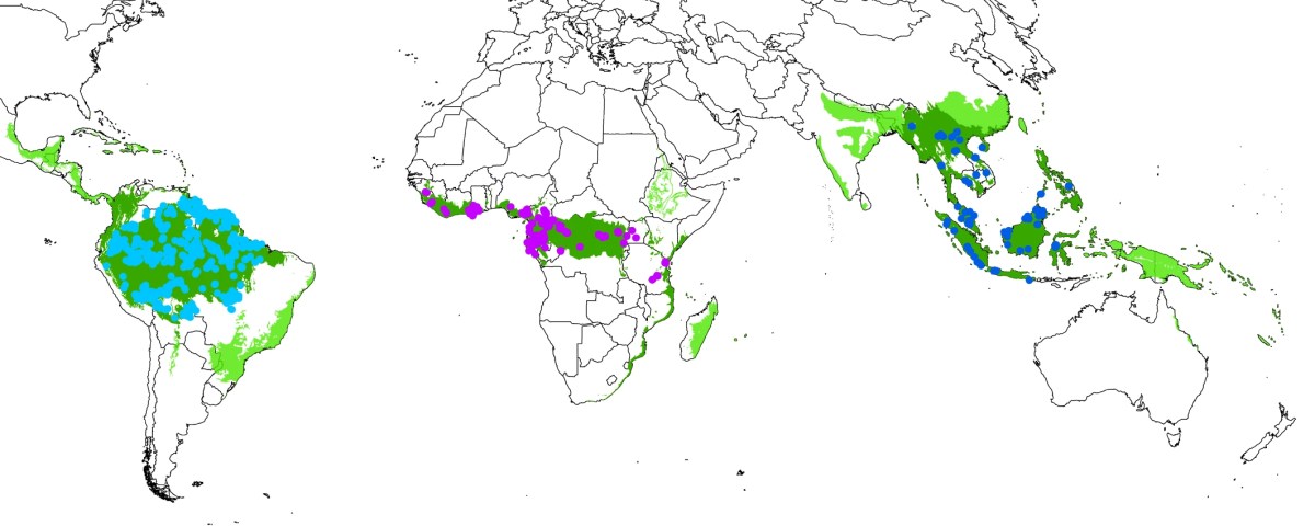 Consistent patterns of common species across tropical tree&nbsp;communities