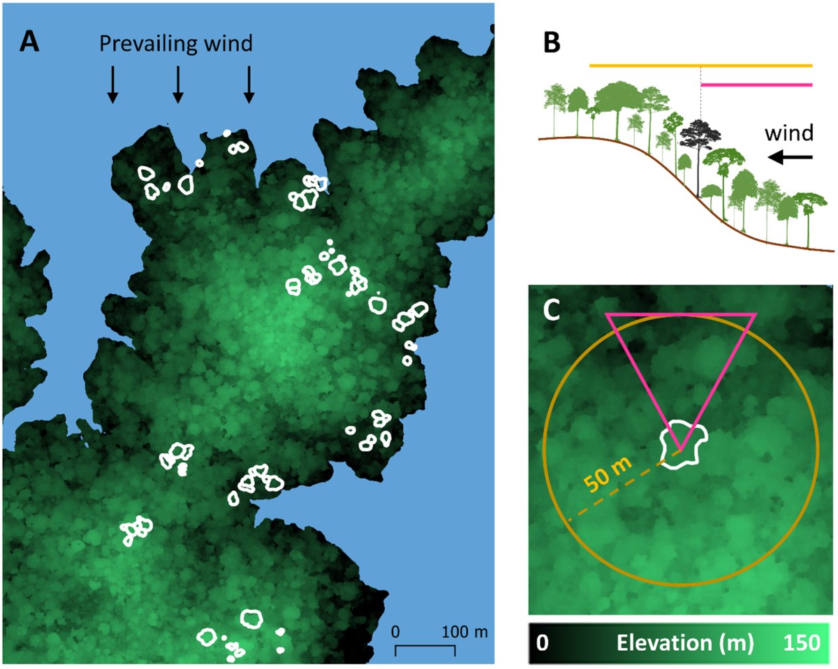 Wind Shapes the Growth Strategies of Trees in a Tropical&nbsp;Forest