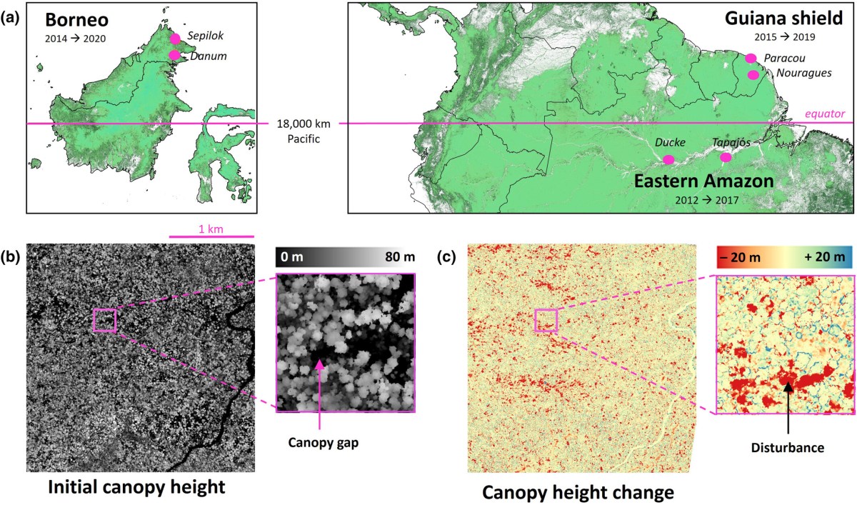 Tall Bornean forests experience higher canopy disturbance rates than those in the eastern Amazon or Guiana&nbsp;shield