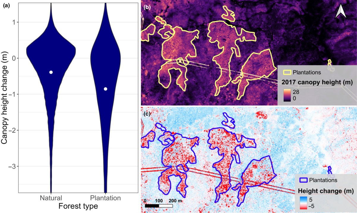 Forest dynamics where typhoon winds&nbsp;blow